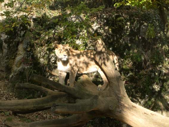  Lionne sur un tronc d'arbre (zoo de la citadelle)